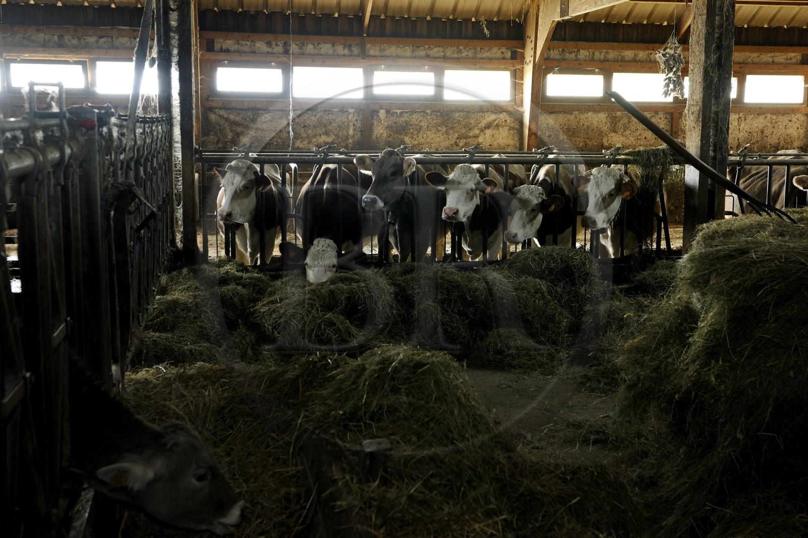 France, Haut Rhin, scenic road of la route des Cretes, Rural Inn Marcaire du Grand Hetre, cows in their shed