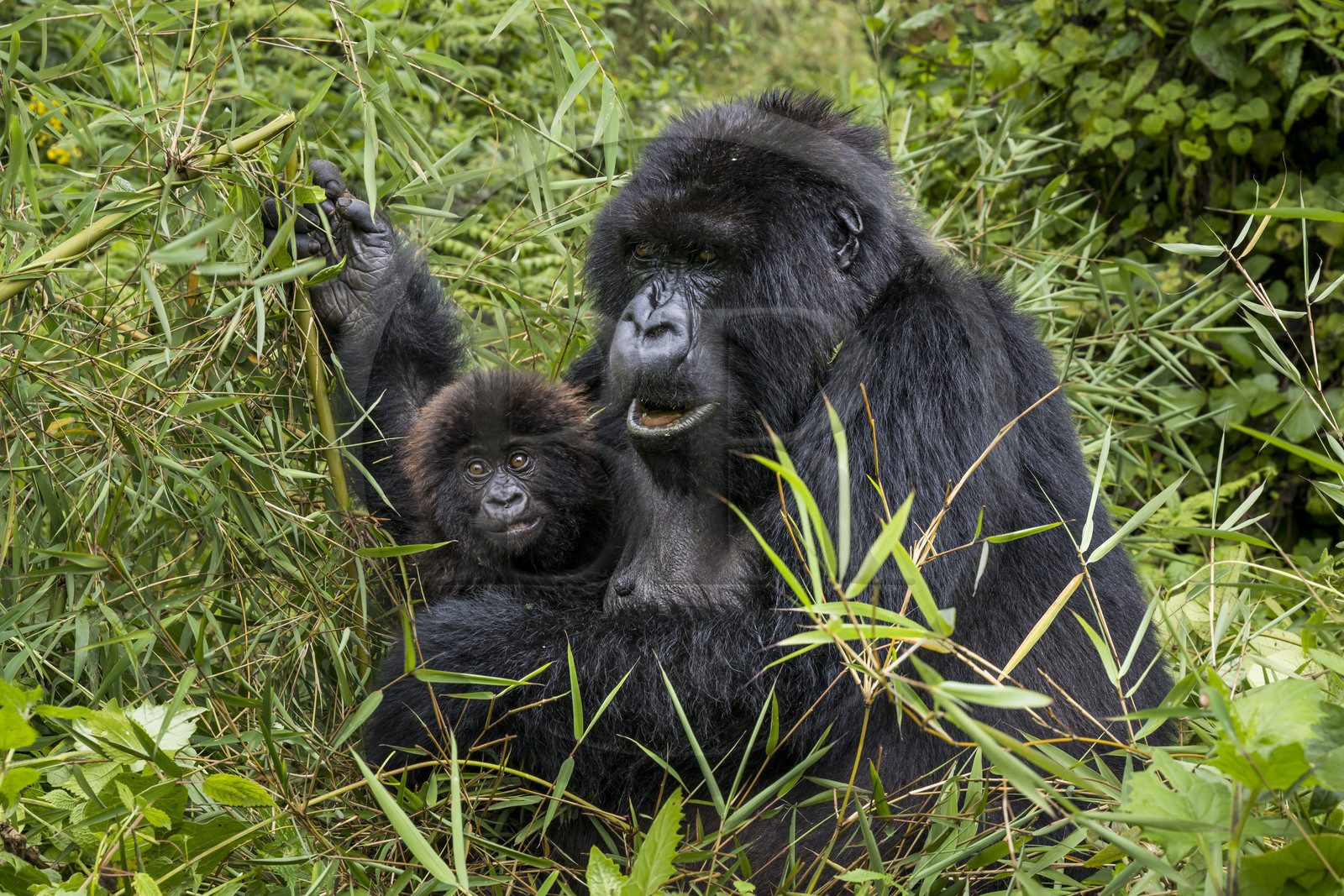 Rwanda, Province du Nord, Parc National des Volcans dans la chaine des Monts Virunga, mont Karisimbi, gorilles des montagnes (Gorilla beringei beringei) du groupe Susa, mère avec son petit de 6 mois