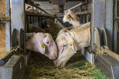 France, Aveyron (12), parc naturel régional des Grands-Causses, Versols-et-Lapeyre, ferme d'Hermilix, deux béliers Lacaune dont le lait des brebis sert pour l'élaboration du roquefort AOP
