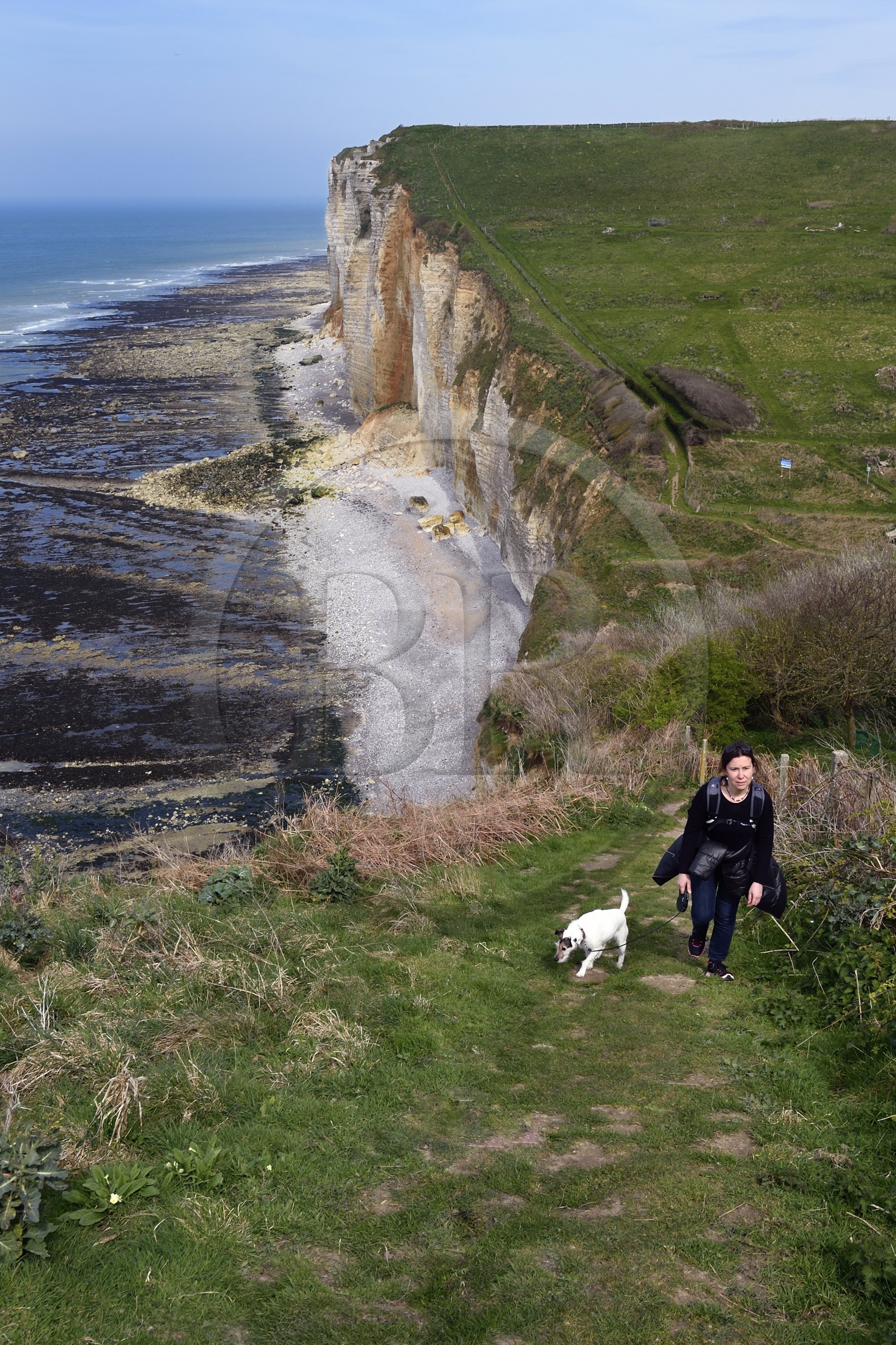 France, Seine-Maritime (76), Pays de Caux, Côte d'Albâtre, entre Etretat et Yport, la falaise vers Bénouville et la plage à marée basse