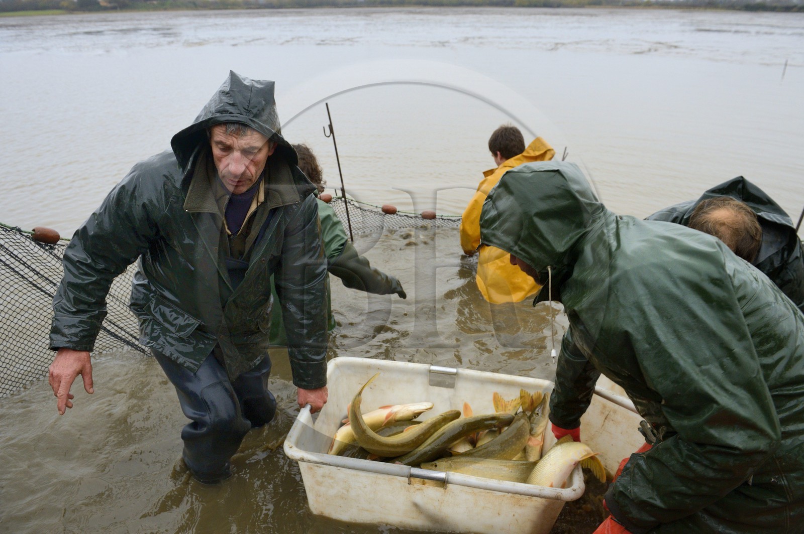 France, Indre, Berry, Parc Naturel Regional de la Brenne (Natural Regional Park of La Brenne), Foucault ponds, draining a fishing pond and hand harvesting of fish in a net, northern pike (Esox lucius)