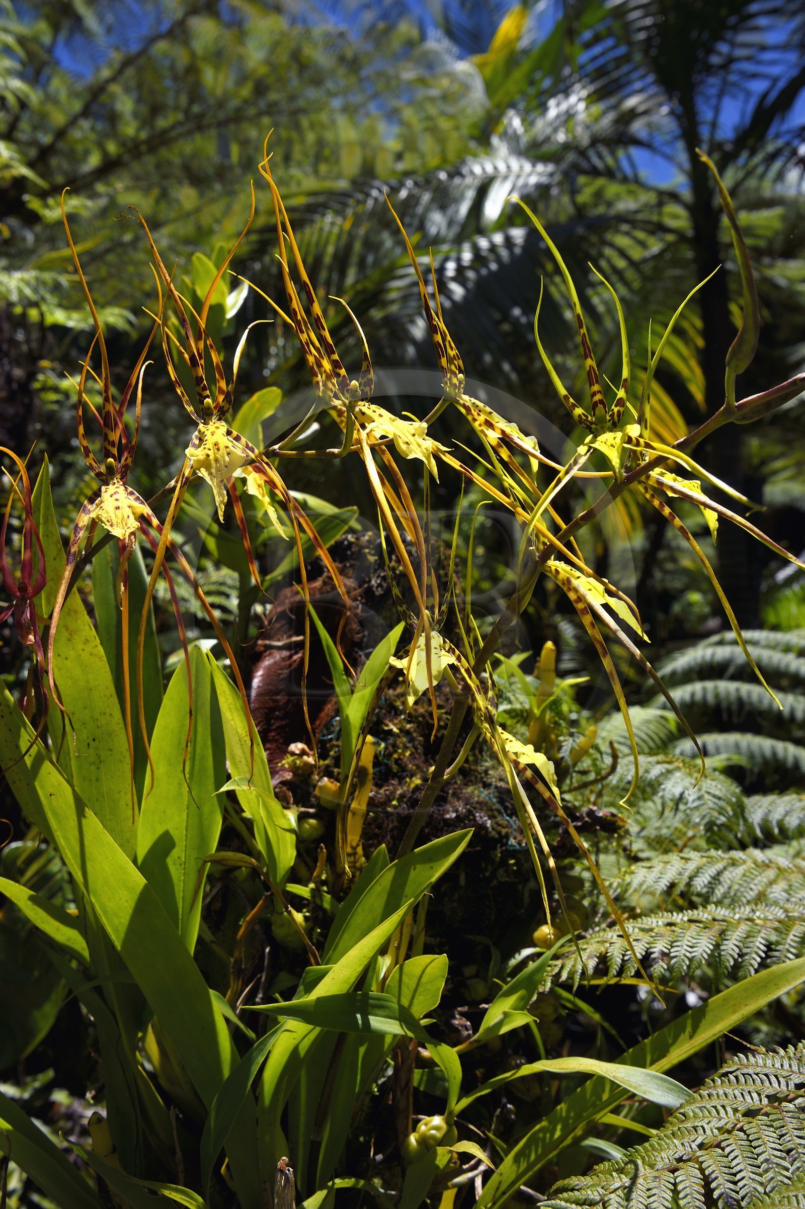 France, Ile de la Reunion, Cirque de Salazie, classé Patrimoine Mondial de l'UNESCO, Hell-Bourg, labellisé les Plus Beaux Villages de France, les luxuriant jardins de la Villa ou Maison Folio, Brassia aussi appelée orchidée araignée
