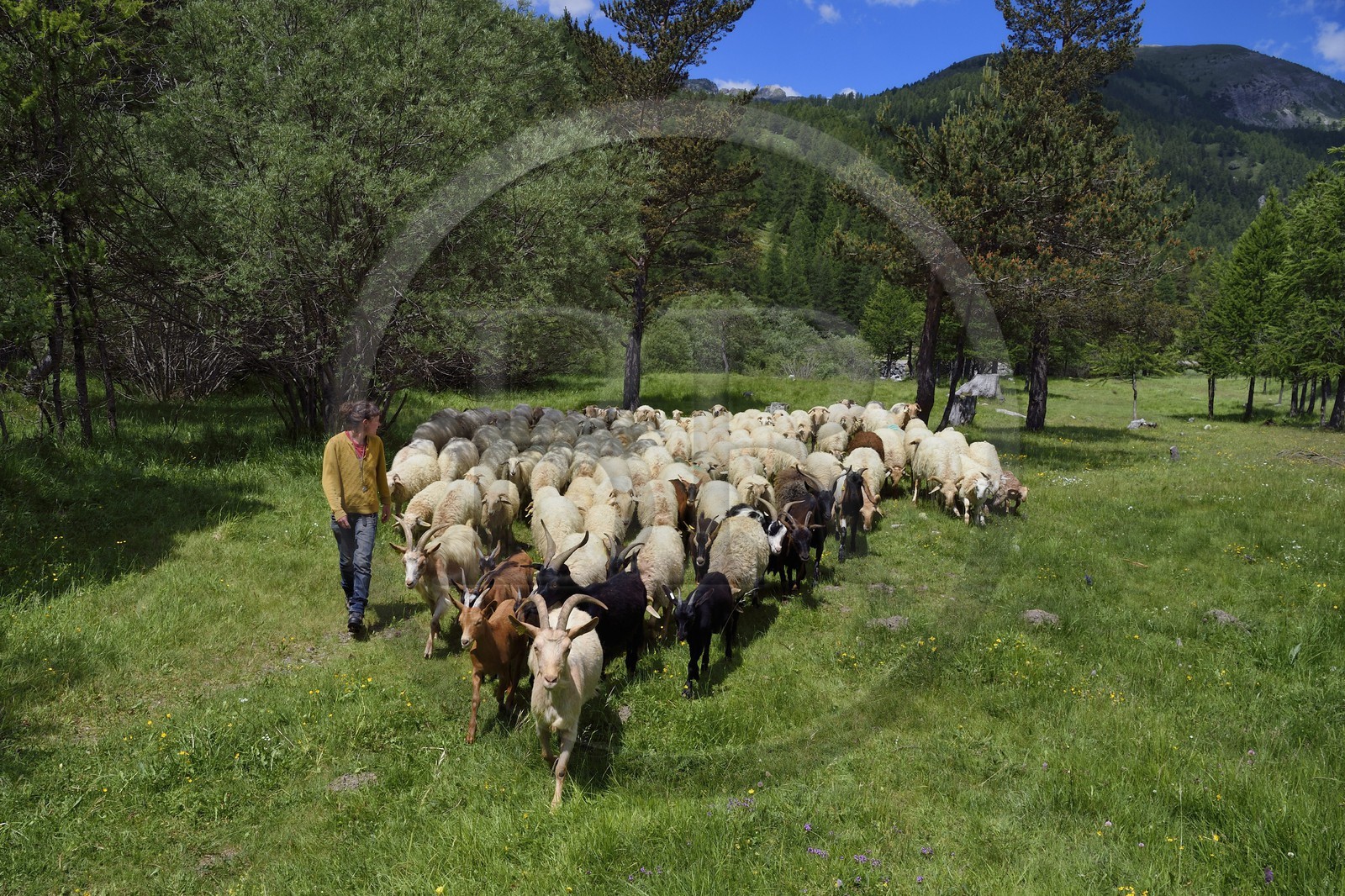 France, Alpes-Maritimes (06), vallée de la Roya (arrière-pays niçois), au pied du parc national du Mercantour, Tende, vallée de la Casterine vers Casterino, la jeune éleveuse de brebis brigasques Céline Giordano et son troupeau