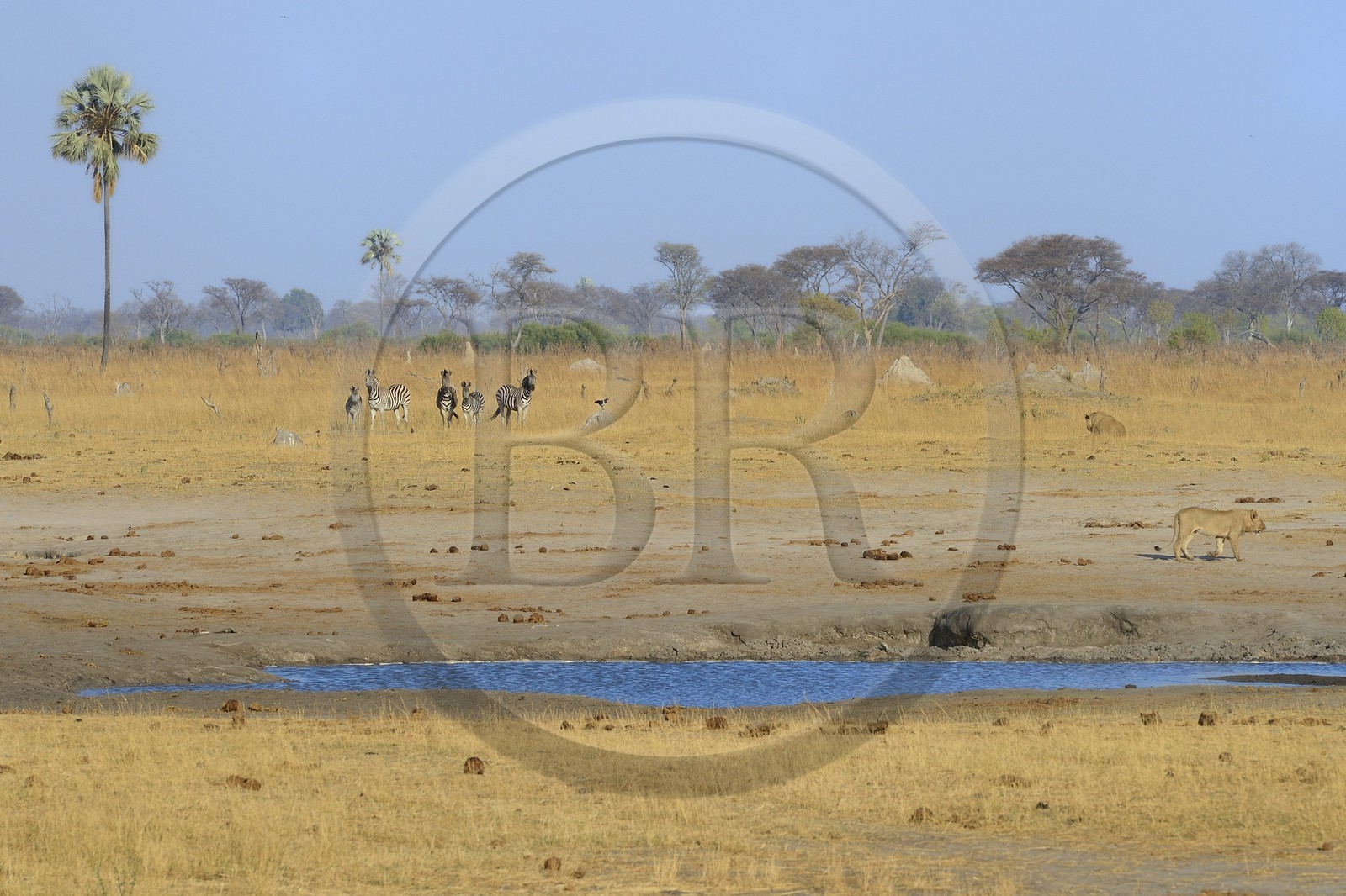 Zimbabwe, province de Matabeleland septentrional, parc national Hwange, groupe de lions (Panthera leo) et Zèbres (equus burchelli)