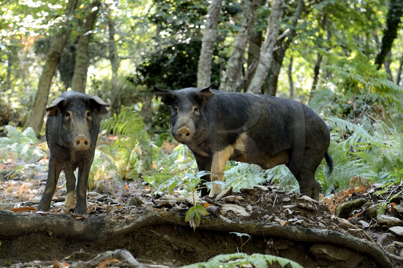 France, Haute-Corse (2B), Castagniccia, cochon semi-sauvages en liberté
