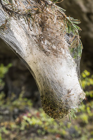 France, Aveyron (12), La Roque-Sainte-Marguerite, cocon de chenille processionnaire (Thaumetopoea pityocampa) ravageur, dangereux, allergie, sur un pin