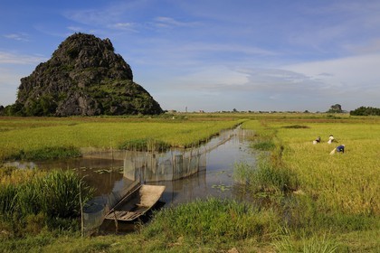 Vietnam, province de Ninh Binh, travail dans les rizières et filet à poissons dans les canaux d'irrigation