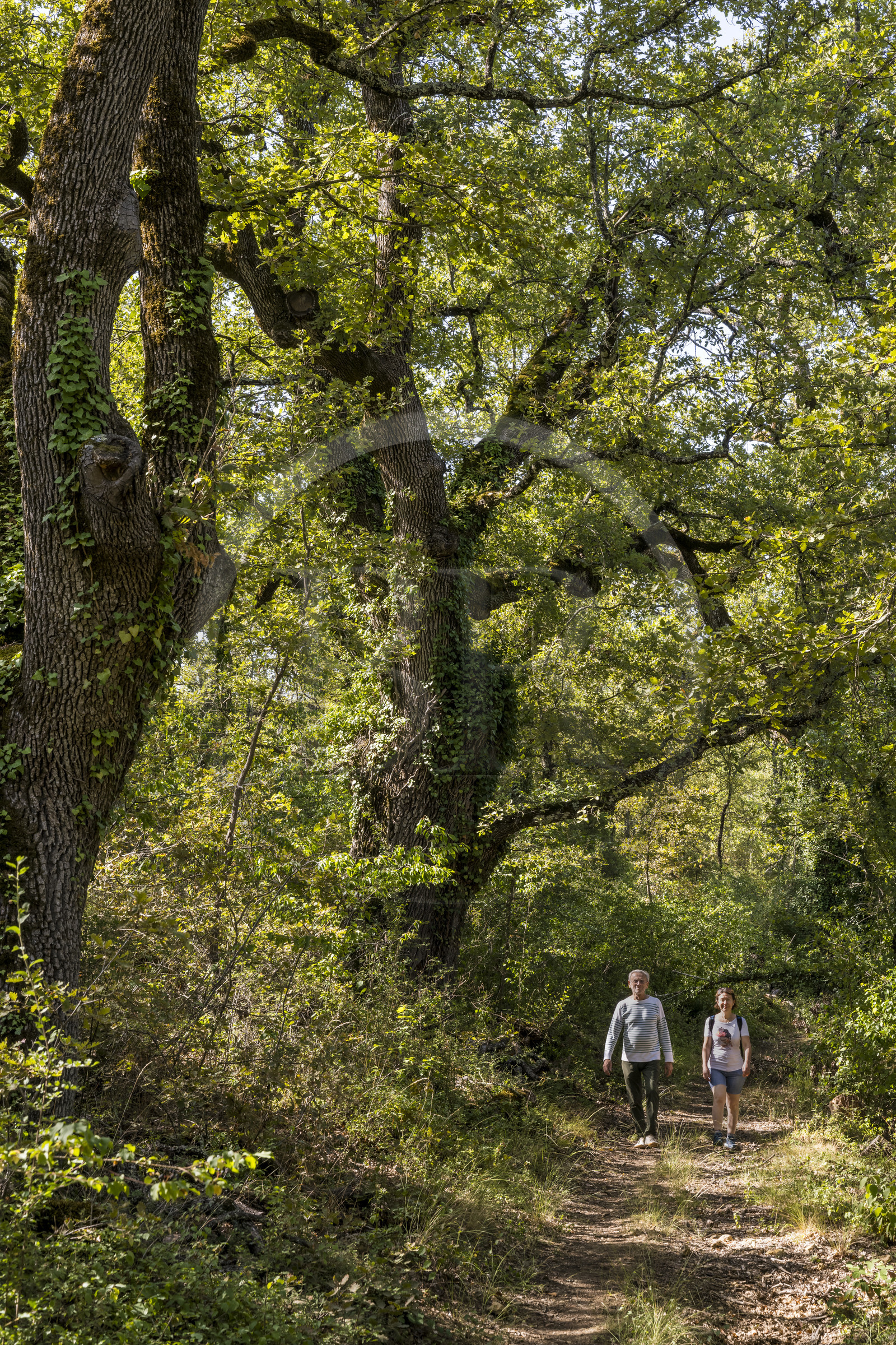 France, Var (83), Provence Verte, Bras, Académie du Bain de Forêt Provençale, forêt du domaine Le Peyrourier - une campagne en Provence