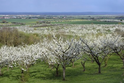 France, Meuse (55), Parc régional de Lorraine, Cotes de Meuse, Saint-Maurice-sous-les-Cotes, mirabelliers en fleur