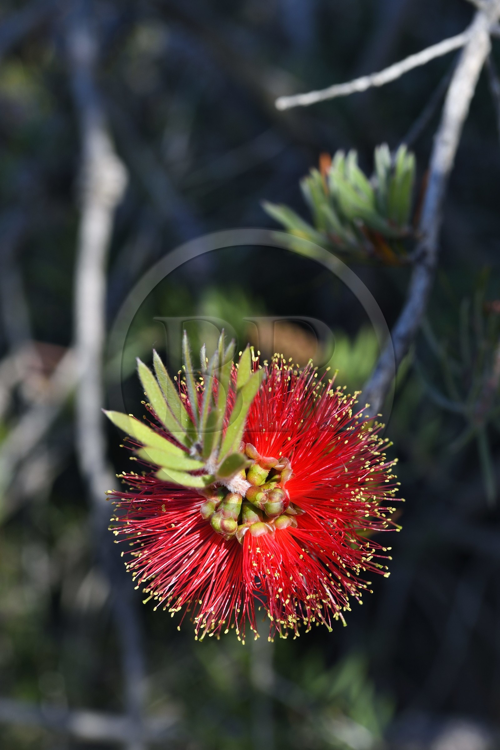 France, Var (83), Rayol-Canadel-sur-Mer, Domaine du Rayol, propriété du conservatoire du littoral mention obligatoire, le jardin des Méditerranées conçu par le paysagiste Gilles Clément, Rince-bouteilles (Callistemon citrinus)