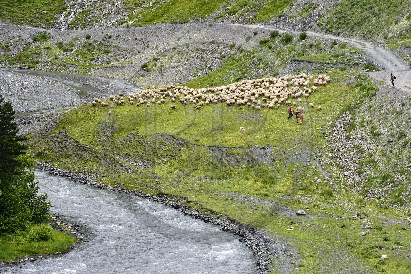 Géorgie, Kakheti, Parc national de Touchétie, vallée de la rivière Alazani dans les montagnes de Pirikiti, berger à cheval et son troupeau de moutons