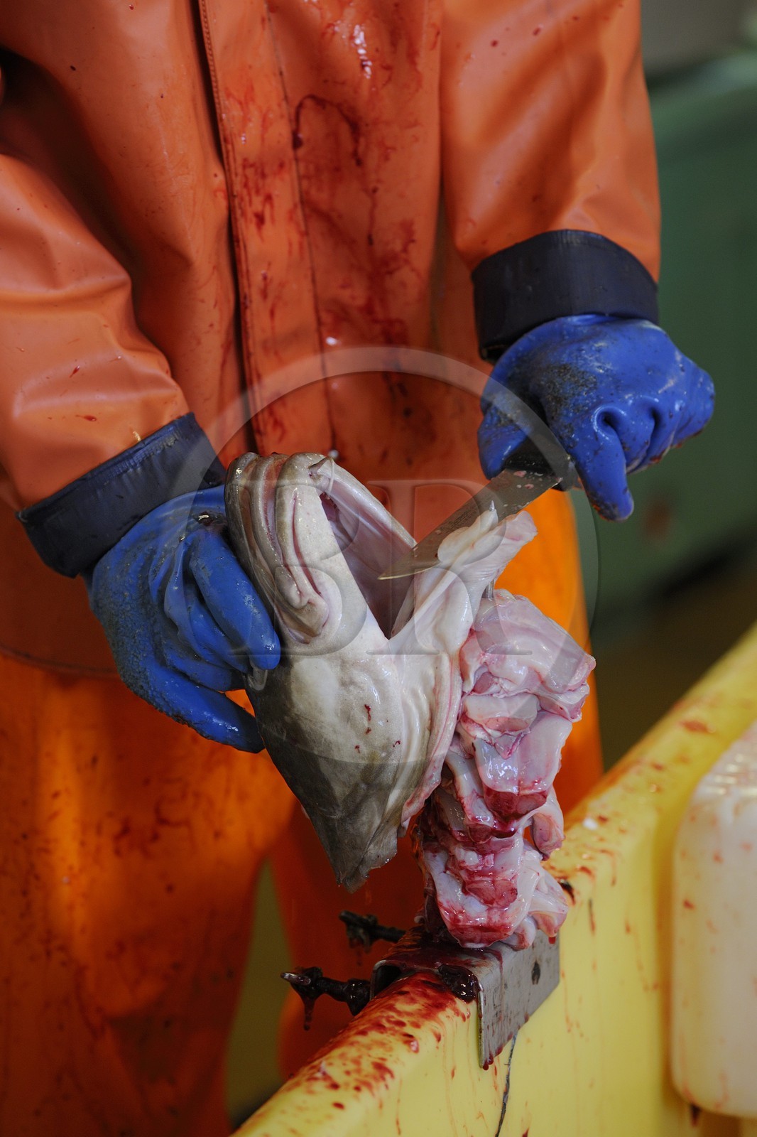 Norway, Nordland, Westeralen islands, port of Myre, a young girl making pocket money by cutting tongues ​​(delicacy) of cod skrei