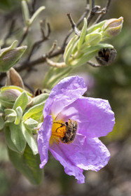 France, Vaucluse, Dentelles de Montmirail mountains, Séguret, Hairy rose chafer (Tropinota hirta) covered in the pollen of a cottony rock rose with pink chiffon flowers