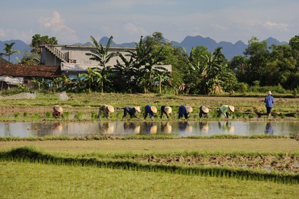 Vietnam, province de Ninh Binh, repiquage du riz dans une rizière