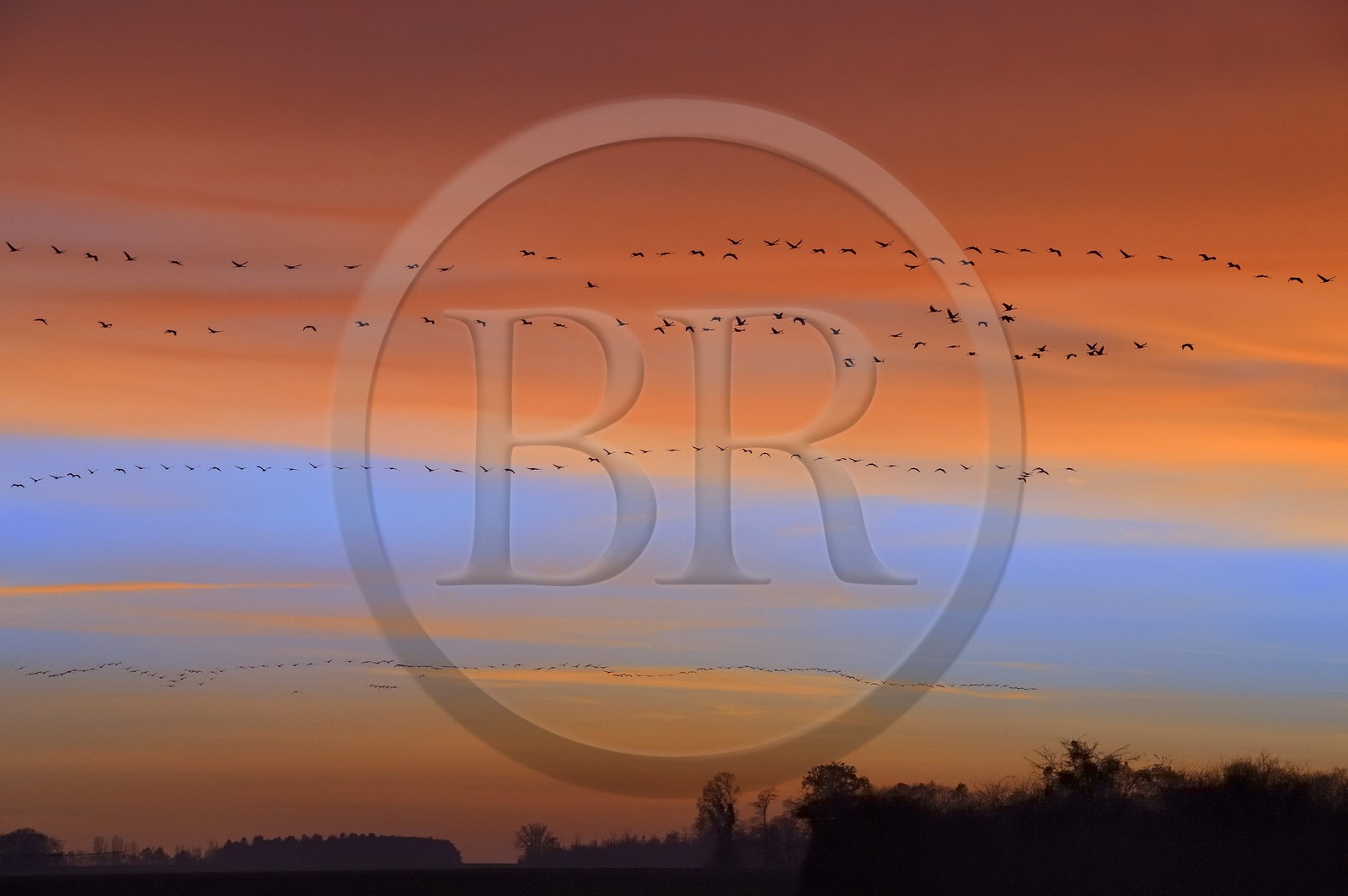 France, Indre, Berry, Parc Naturel Regional de la Brenne (Natural Regional Park of La Brenne), Rosnay, Red Sea pond (etang de la Mer Rouge), Common Crane (Grus grus), flight at sunset