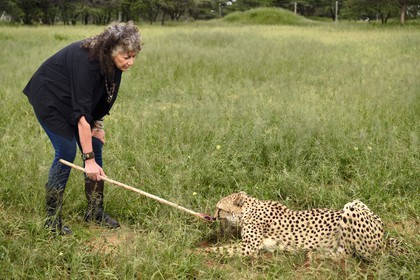Namibia, Otjiwarongo, Cheetah Conservation Fund, research and education centre, cheetah (Acinonyx jubatus), reward given in exchange of the lure that the cheetah has hunted, the purpose of the exercise is to keep it in shape, Dr. Laurie Marker founder and executive director of CCF founded in 1990