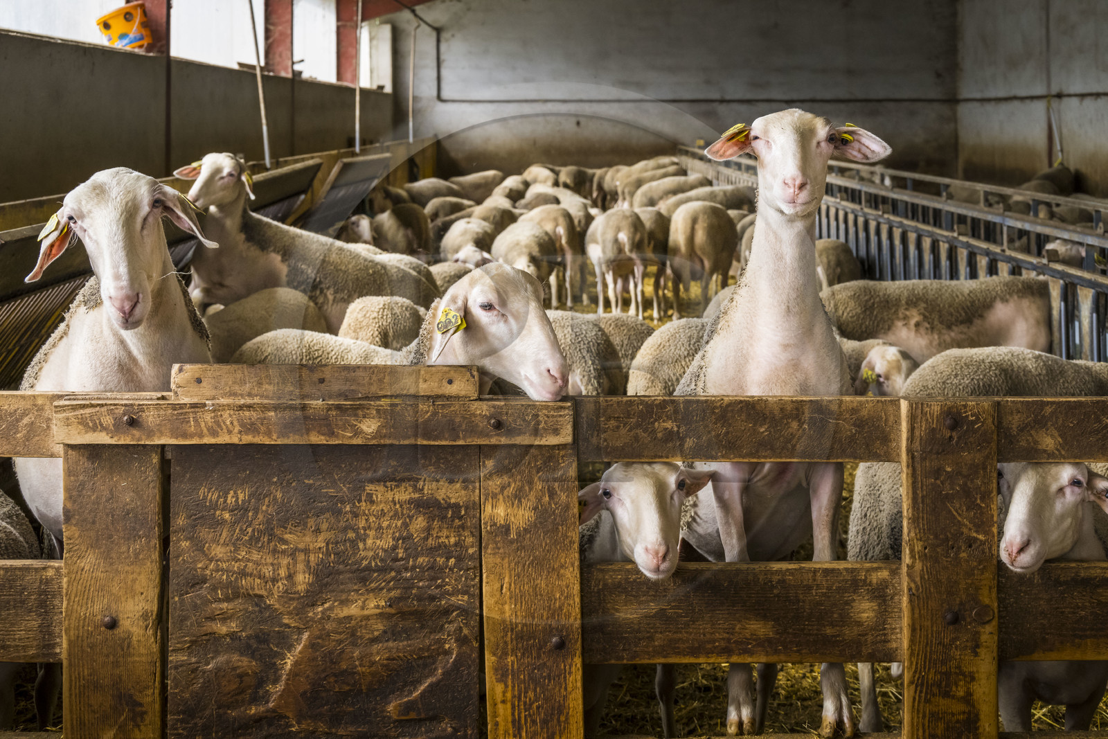 France, Aveyron (12), parc naturel régional des Grands-Causses, Versols-et-Lapeyre, ferme d'Hermilix, brebis Lacaune dont le lait sert pour l'élaboration du roquefort AOP