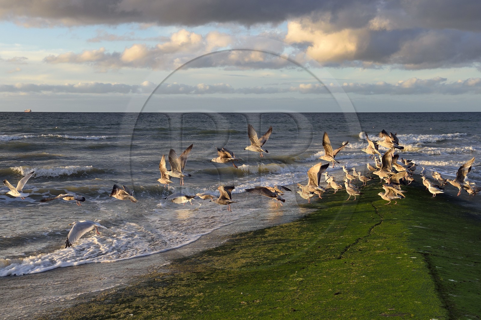 France, Calvados (14), Pays d'Auge, la côte Fleurie, Cabourg, goélands prenant leur envol sur la plage de la station balnéaire