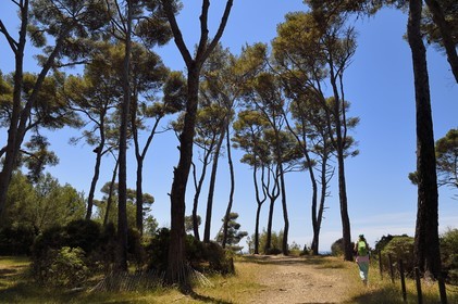 France, Var (83), Six-Fours-les-Plages, randonnée dans le massif du Cap Sicié, chemin du Mont Salva vers Le Brusc