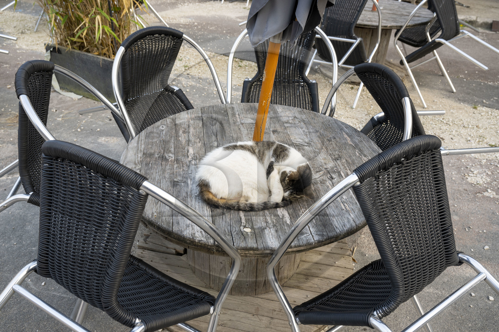 France, Yonne (89), parc naturel régional du Morvan, Vézelay, classé au Patrimoine Mondial de l'UNESCO, labellisé Les Plus Beaux Villages de France, point de départ de l'une des principales voies de pèlerinage de Saint-Jacques-de-Compostelle, chat endormi en boule
