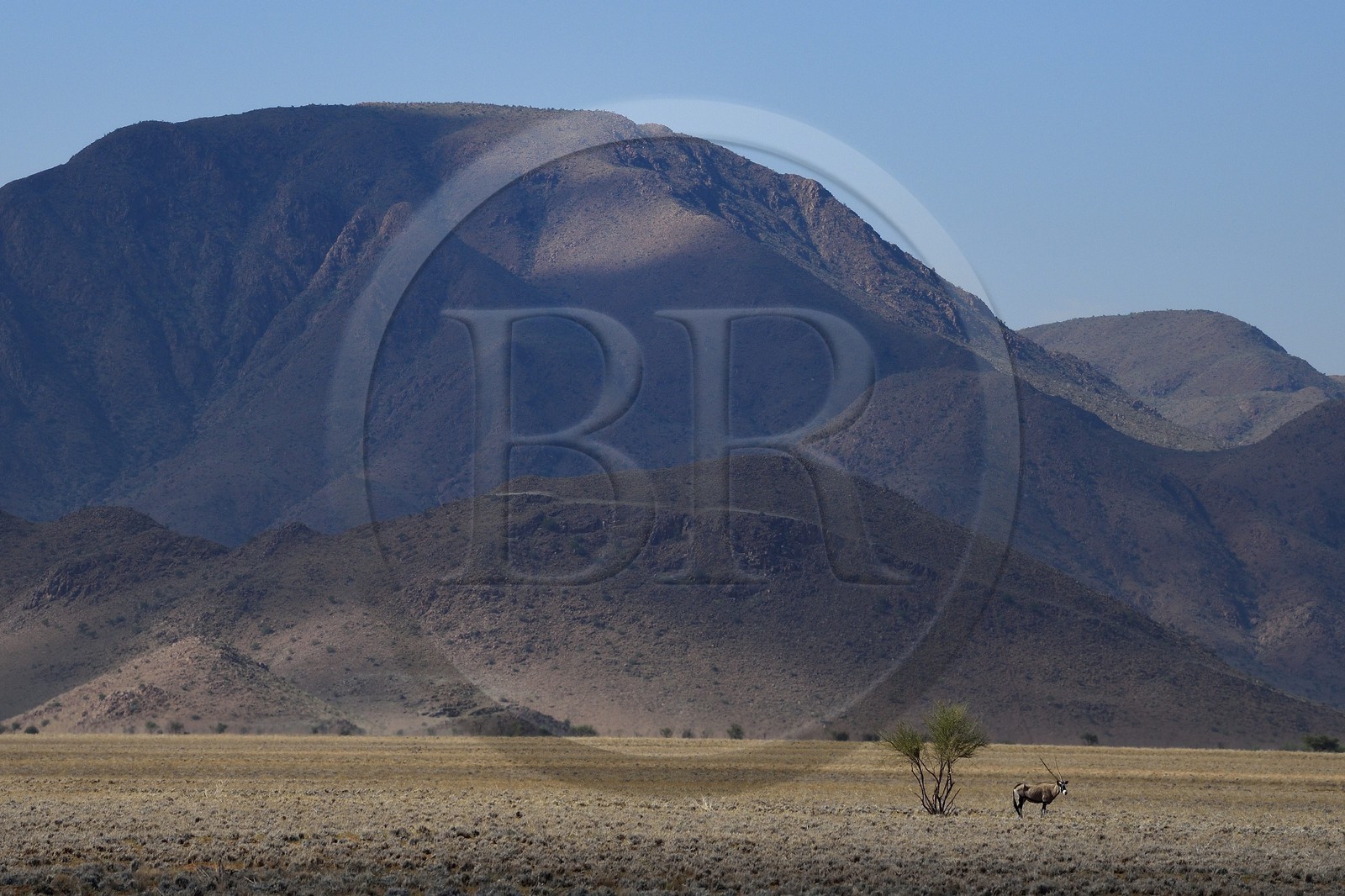 Namibie, région de Hardap, désert du Namib à l'Est du parc national Namib Naukluft dans la chaine de montagnes de Zaris, oryx gazelle ou gemsbok (Oryx gazella)