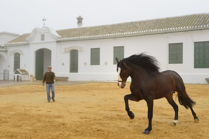 Spain, Andalusia, Seville Province, Utrera, Finca El Pinganillo, the property stud, training of an Andalusian horse also known as the Pure Spanish Horse or PRE (Pura Raza Espanola)
