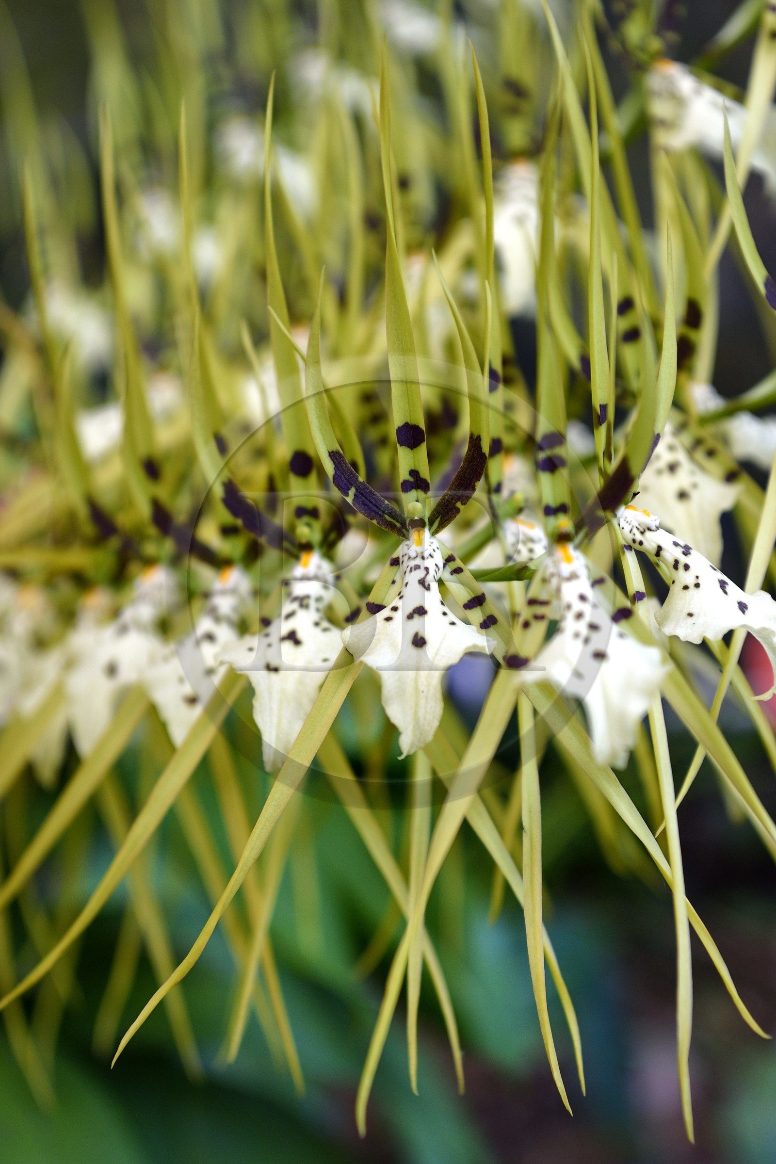 France, Reunion island (French overseas department), Petite-Ile, tropical garden, Brassia Verrucosa orchid , also known as warty brassia