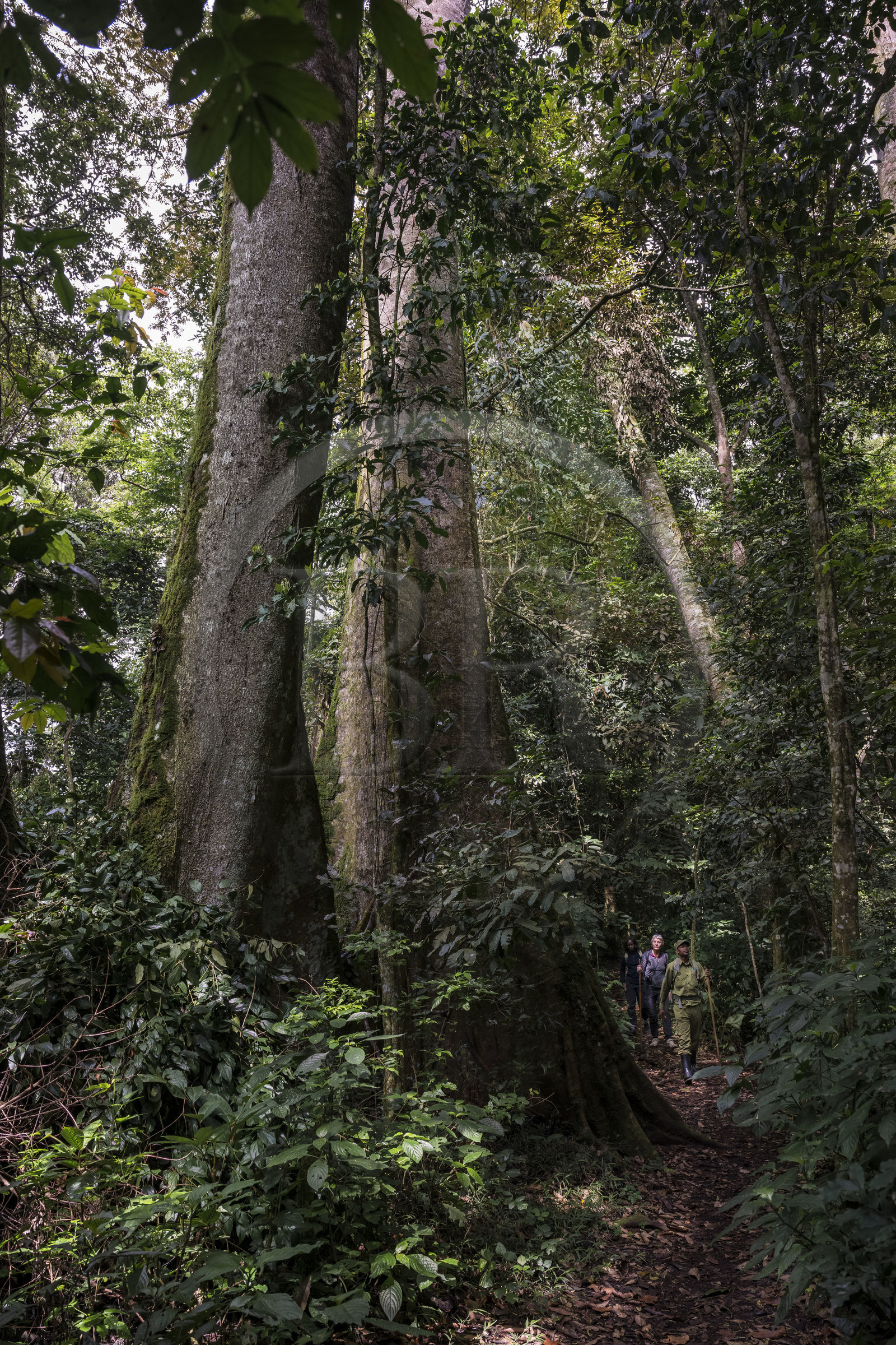 Rwanda, Province de l’Ouest, Nyakabuye, Parc national de Nyungwe, forêt tropicale humide naturelle de Cyamudongo, le garde de African Parks Claver Mtoyinkima guidant des touristes sur la piste des chimpanzés pendant un safari à pied, arbre à contrefort Newtonia