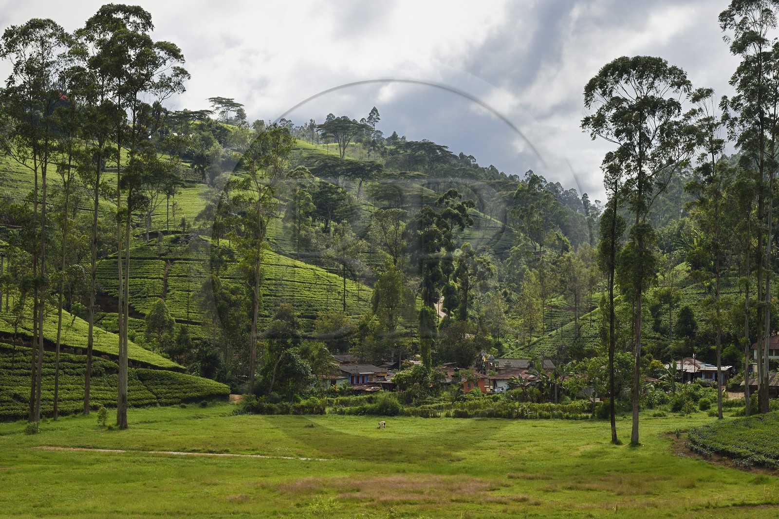 Sri Lanka, Province du Centre, trajet en train dans la région montagneuse de la culture du thé entre Hatton et Badulla, ici entre Rotagala et Talawakele
