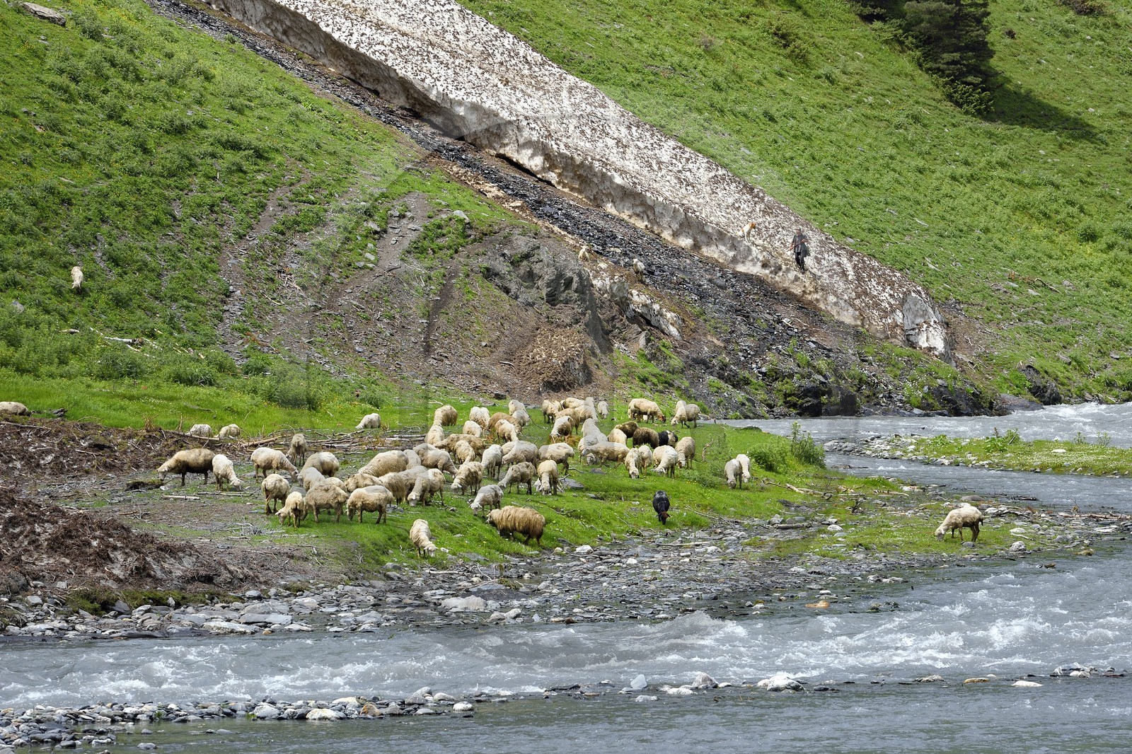 Géorgie, Kakheti, Parc national de Touchétie, vallée de la rivière Alazani dans les montagnes de Pirikiti, berger et son troupeau de moutons