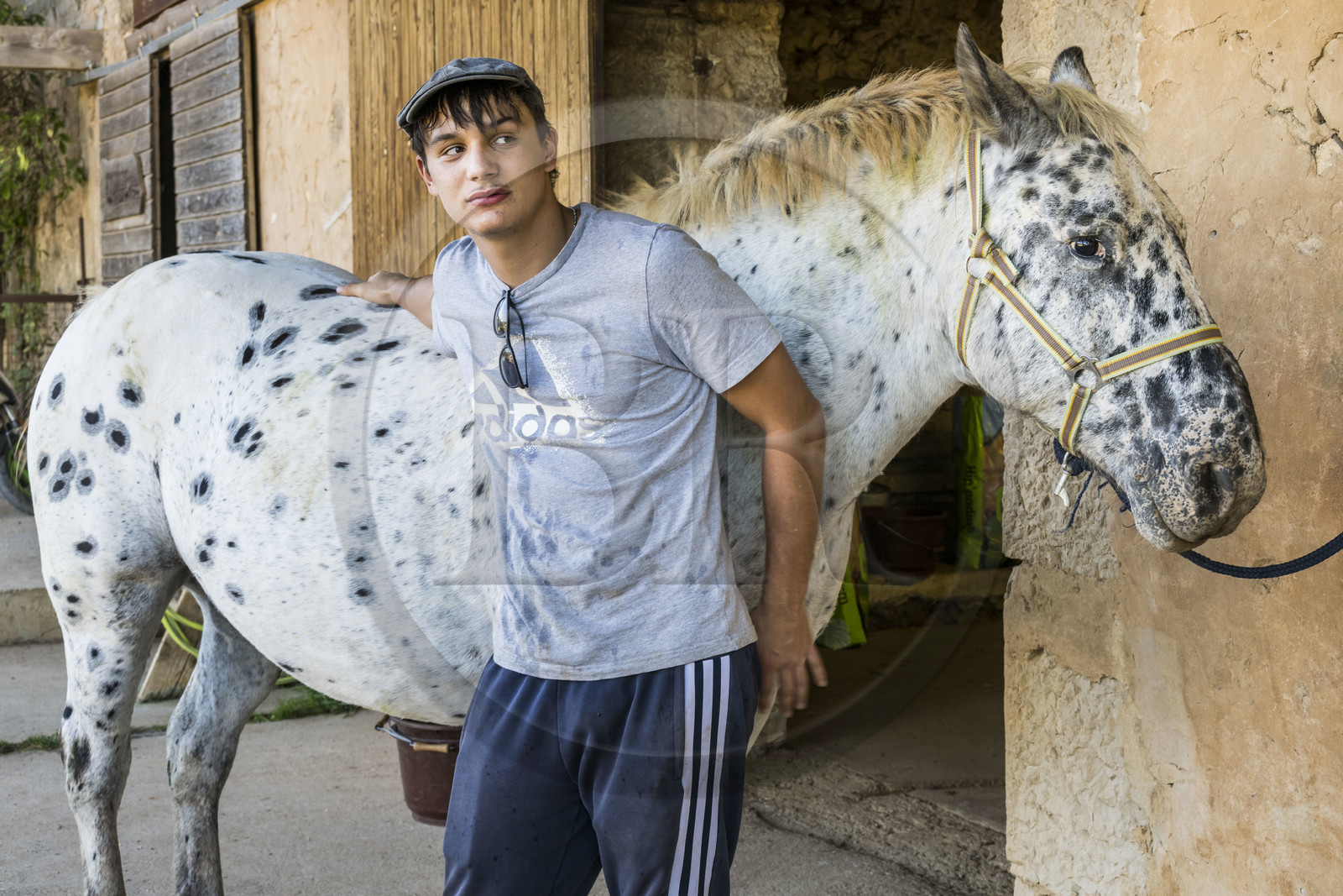 France, Hérault (34), les Causses et les Cévennes, paysage culturel de l'agro-pastoralisme méditerranéen inscrit au Patrimoine Mondial de l'UNESCO, La Vacquerie-et-Saint-Martin-de-Castries, le Mas de Cisco, Julian Amposta et son cheval Wapito