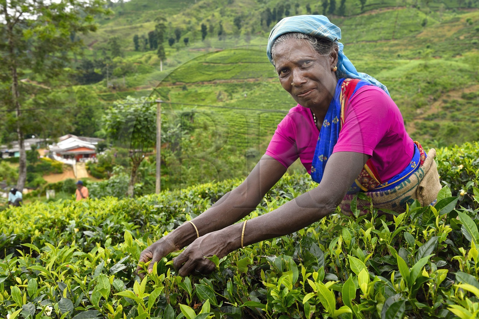 Sri Lanka, center province, Dalhousie, Tamil woman picking tea leaves in a tea plantation