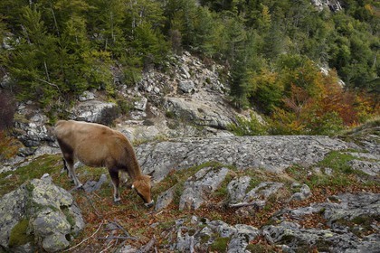 France, Haute-Corse (2B), Vivario, GR 20, étape entre le refuge de l'Onda et Vizzavona, foret de Vizzavona, vache paissant au bord des cascades des anglais, groupe de cascades dans la vallée de l'Agnone au pied du Monte d'Oro