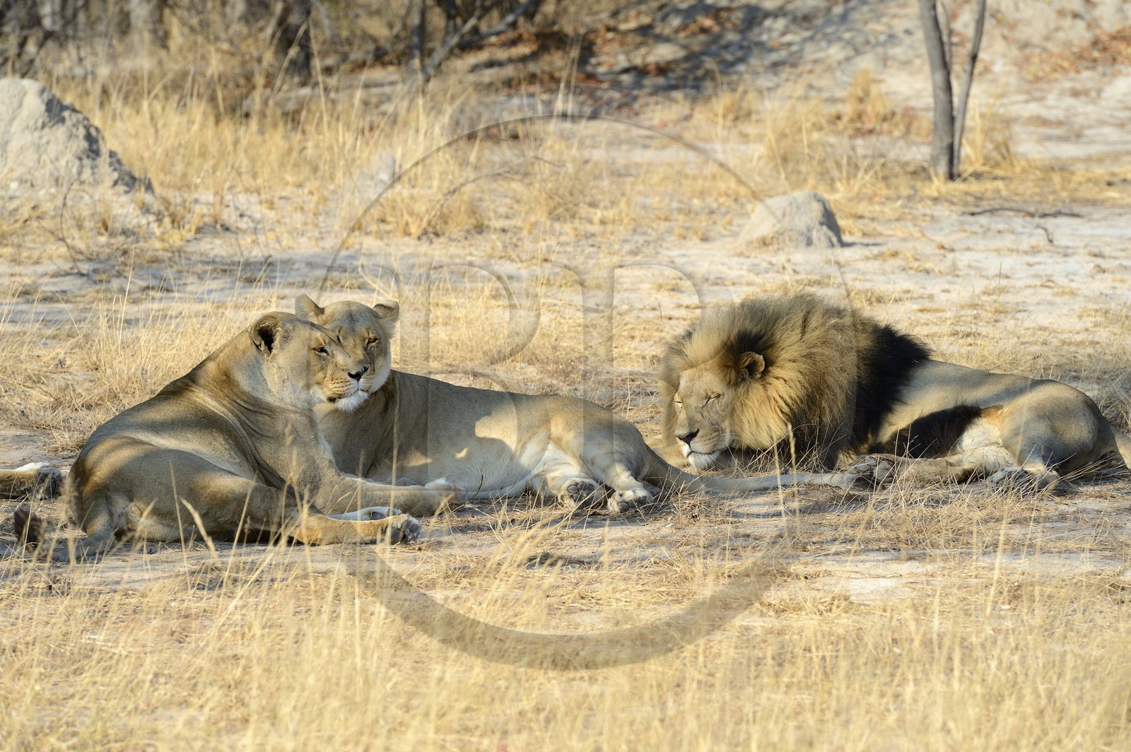 Zimbabwe, province des Midlands, Gweru, Antelope Park qui abrite ALERT (African Lion and Environmental Research Trust), Yvonne Gordon est une permanente du projet en charge de l'observation du comportement des lions qui seront relachés en clan dans un parc national, ici en zone 2 des femelles adultes et leurs petits ainsi que le mâle qui ont enfantés les lions qui seront relachés