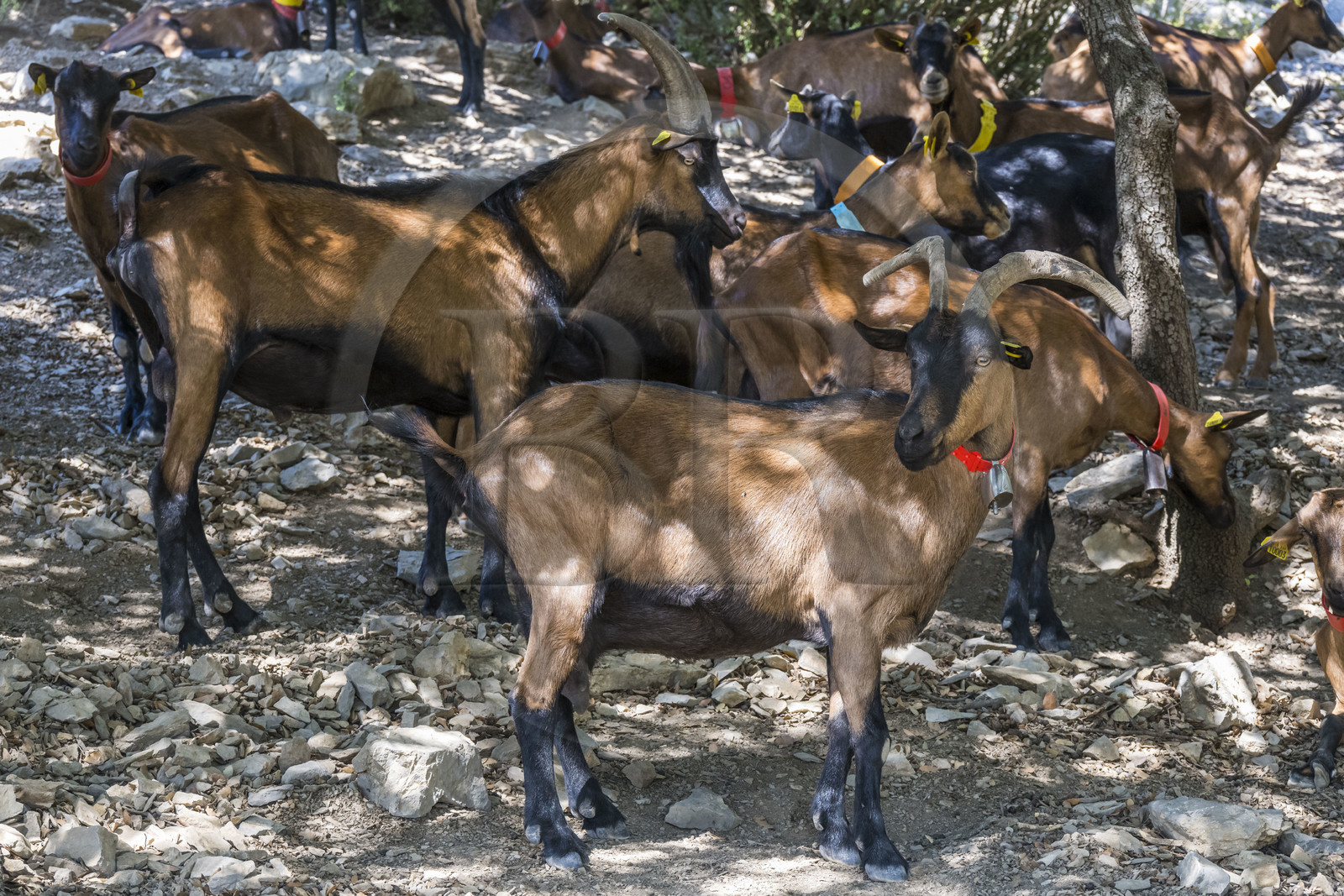 France, Hérault (34), les Causses et les Cévennes, paysage culturel de l'agro-pastoralisme méditerranéen inscrit au Patrimoine Mondial de l'UNESCO, Montpeyroux, troupeau de chèvres