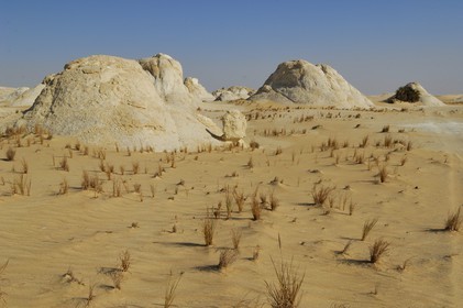 Egypte, désert libyque, le Désert Blanc au nord de Farafra