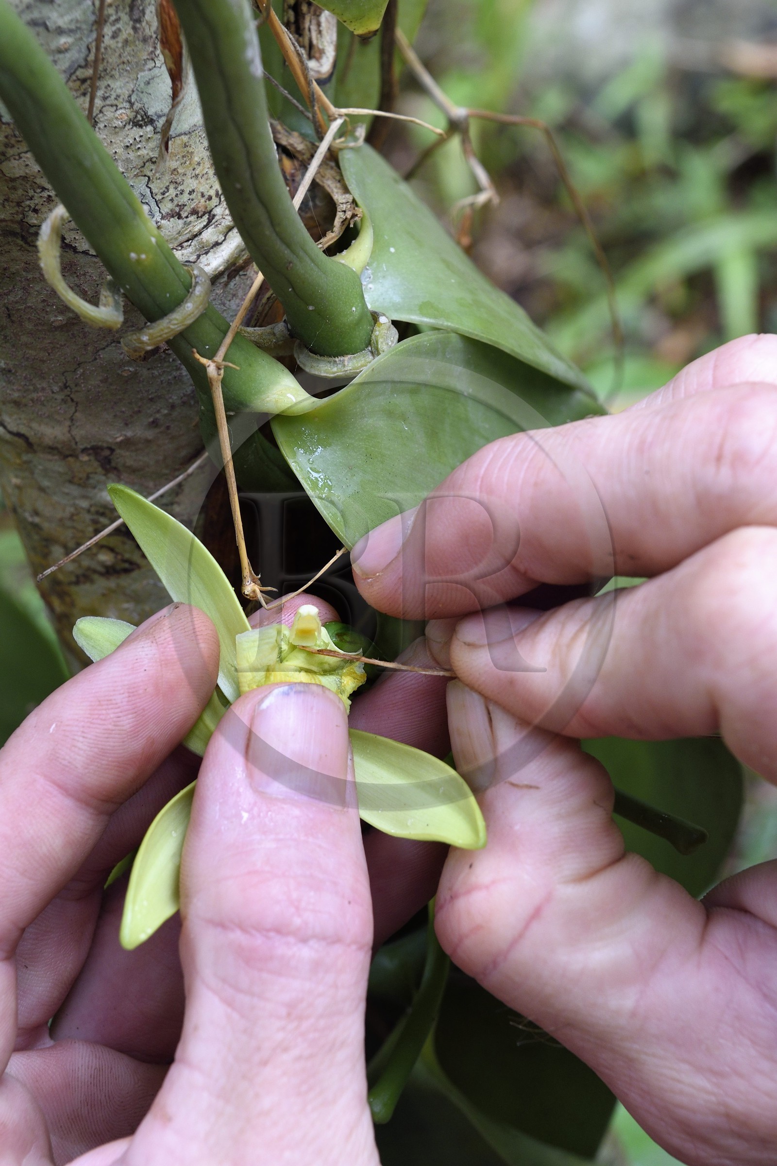 France, Mayotte island (French overseas department), Grande-Terre, Ouangani, Vanilla manual fertilization with a spine of lemon tree