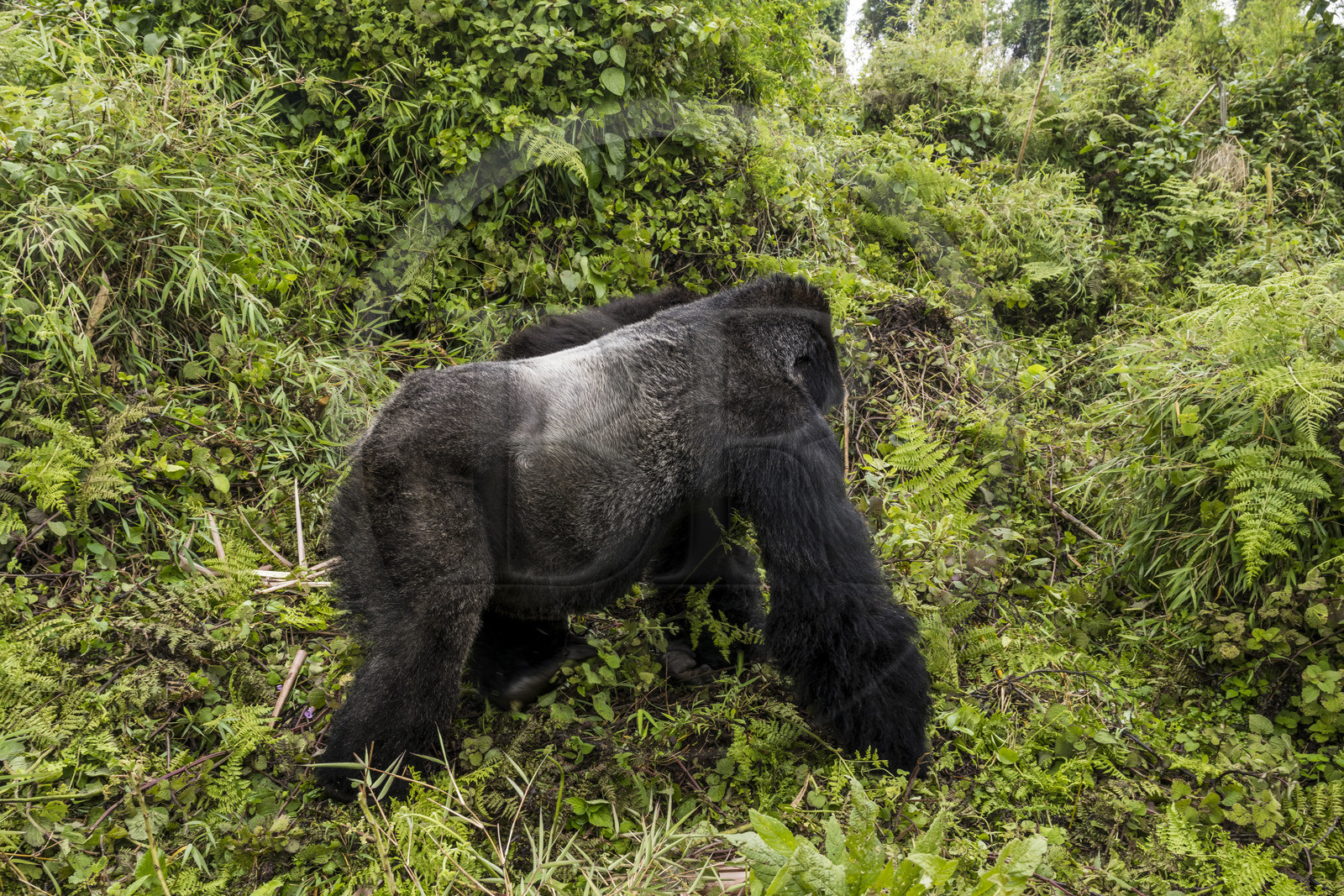 Rwanda, North Province, Volcanoes National Park in the chain of the Virunga Mountains, Mount Karisimbi, mountain gorilla (Gorilla beringei beringei), silverback named Impuzamahanga who is the dominant male of the Susa group