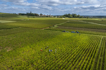 France, Cote d'Or, Climats terroirs of Burgundy listed as World Heritage by UNESCO, Route des Grands Crus, Cote de Beaune vineyard, Pernand-Vergelesses, grape harvest in the vineyards, the village of Aloxe-Corton in the background (aerial view)