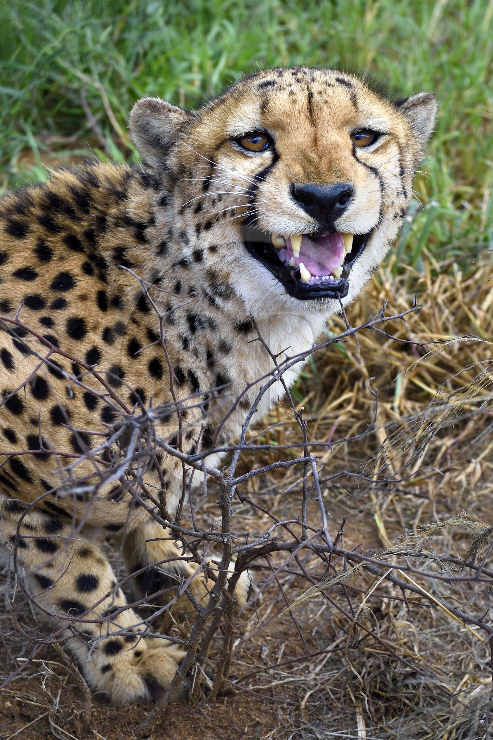 Namibie, Otjiwarongo, Cheetah Conservation Fund, centre de recherche et d'éducation, guépard (Acinonyx jubatus)