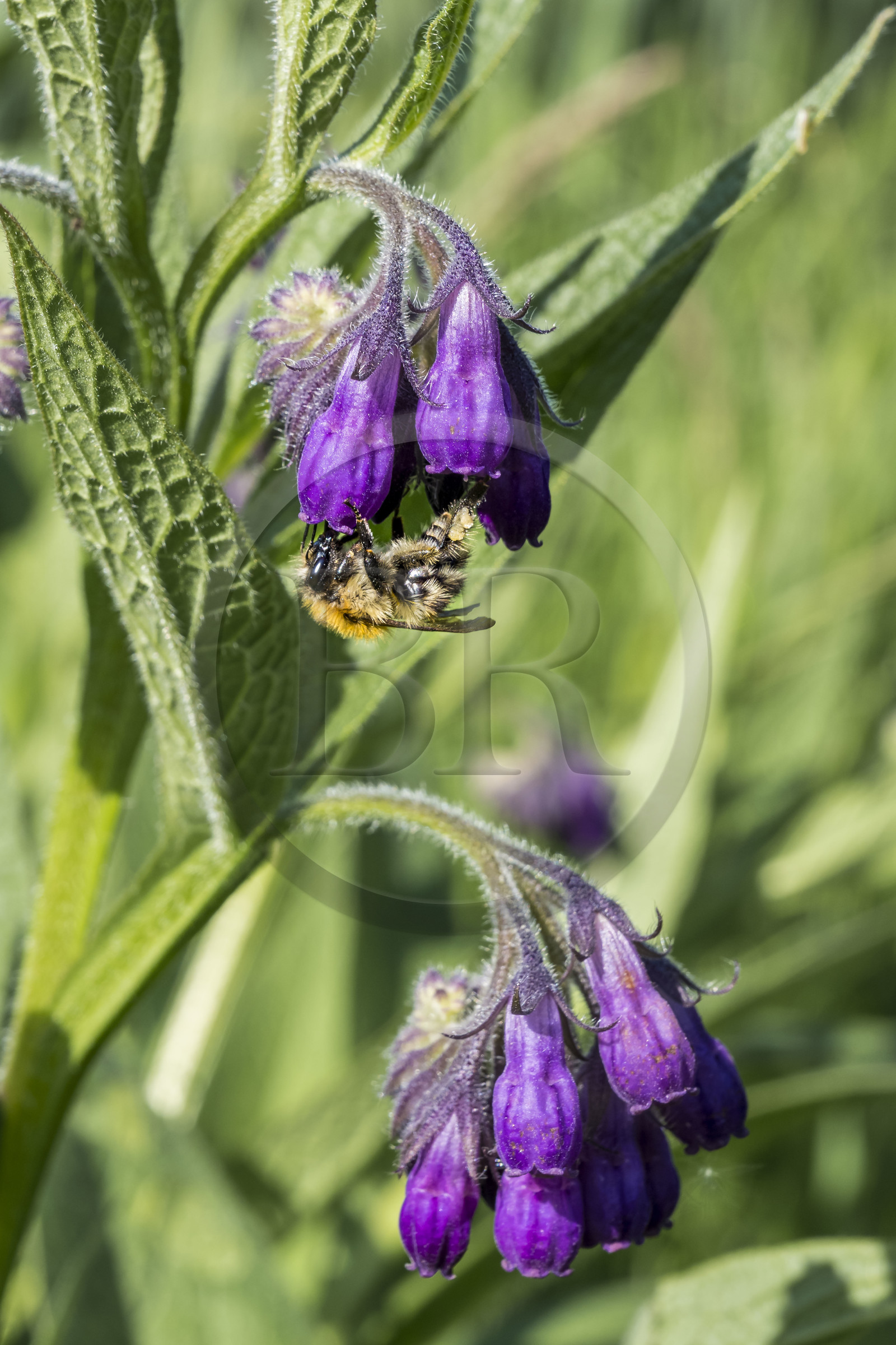 France, Bas-Rhin (67), Parc naturel régional des Vosges du Nord, Obersteinbach, le jardin écologique Hymenoptera créé par Sébastien Heim pour favoriser la présence d’insectes, bourdon butinant une fleur consoude  (Symphytum)