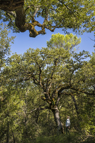 France, Var (83), Provence Verte, Bras, Académie du Bain de Forêt Provençale, forêt du domaine Le Peyrourier - une campagne en Provence