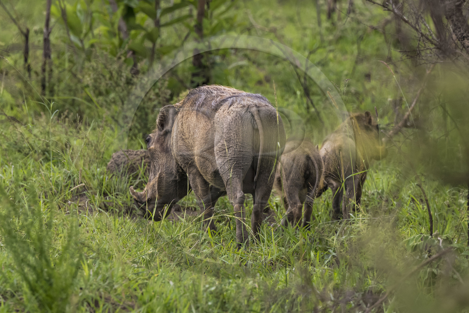 Rwanda, Parc national de l'Akagera, phacochère commun (Phacochoerus africanus)