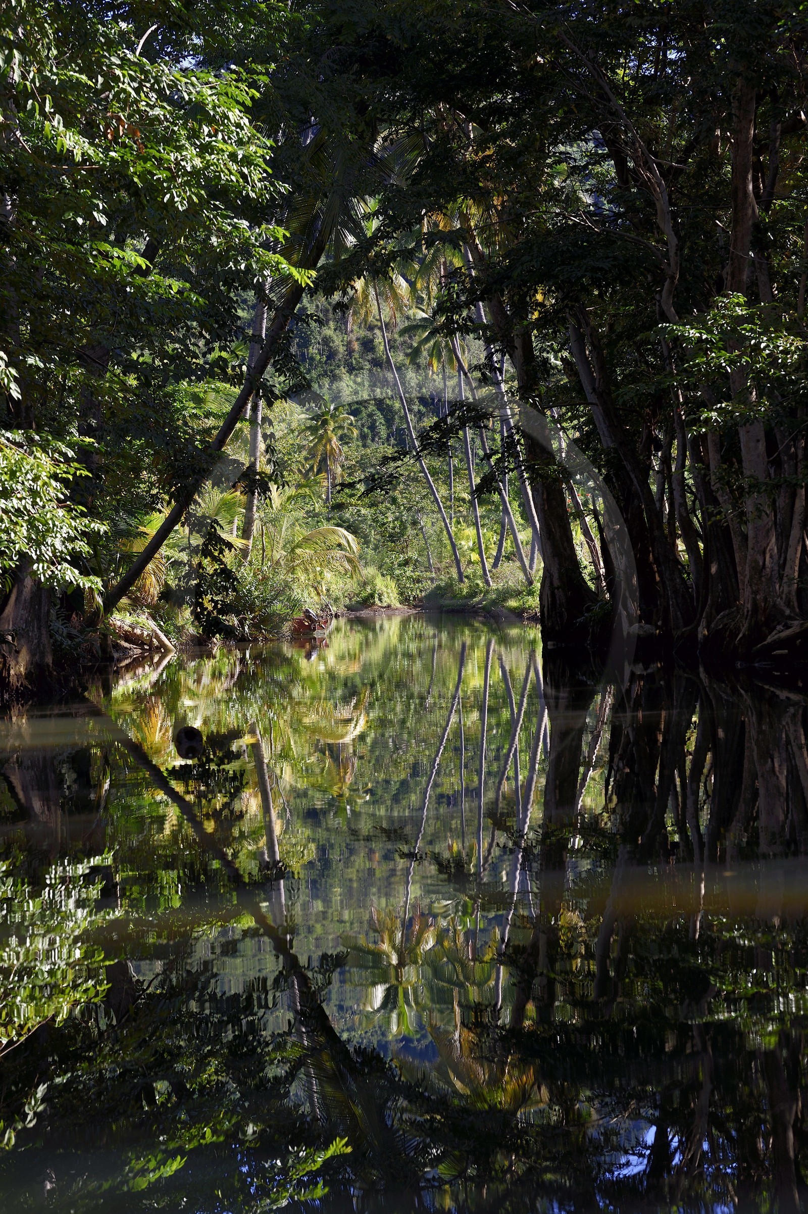 Caribbean, Dominica Island, Portsmouth, the banks of the Indian River
