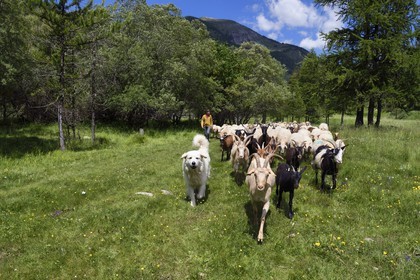 France, Alpes-Maritimes (06), vallée de la Roya (arrière-pays niçois), au pied du parc national du Mercantour, Tende, vallée de la Casterine vers Casterino, la jeune éleveuse de brebis brigasques Céline Giordano et son troupeau