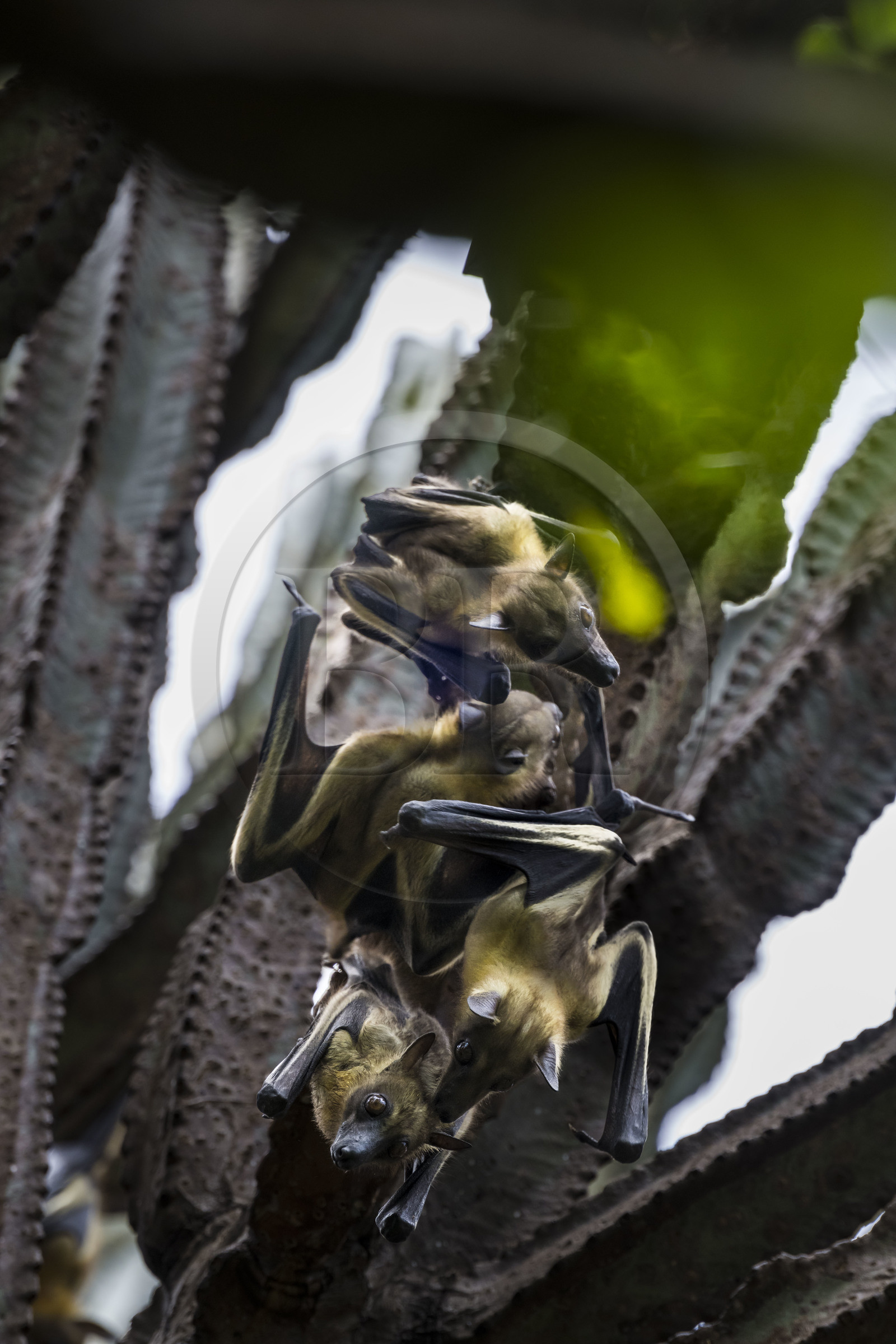 Rwanda, Province de l’Ouest, Karongi (anciennement nommée Kibuye), lac Kivu, Ile Napoléon ou Tembabagoyi, Roussette paillée africaine ou Roussette des palmiers africaine ou Roussette jaune (Eidolon helvum) dans un Euphorbe candélabre