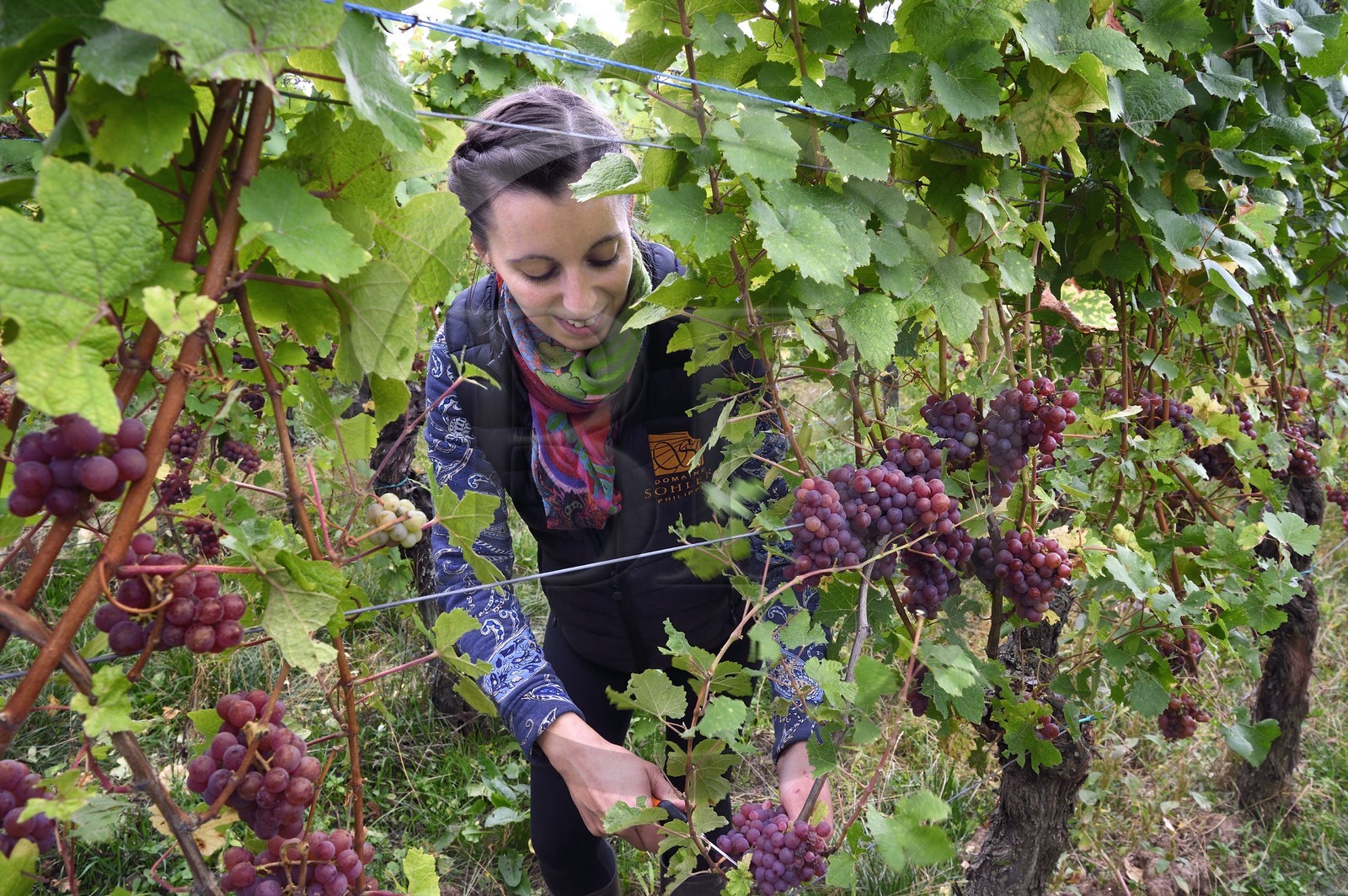 France, Bas-Rhin (67), Route des vins d'Alsace, Nothalten, vendanges sur une parcelle de gewurztraminer du Domaine viticole Philippe Sohler à Epfig, la viticultrice Lydie Sohler