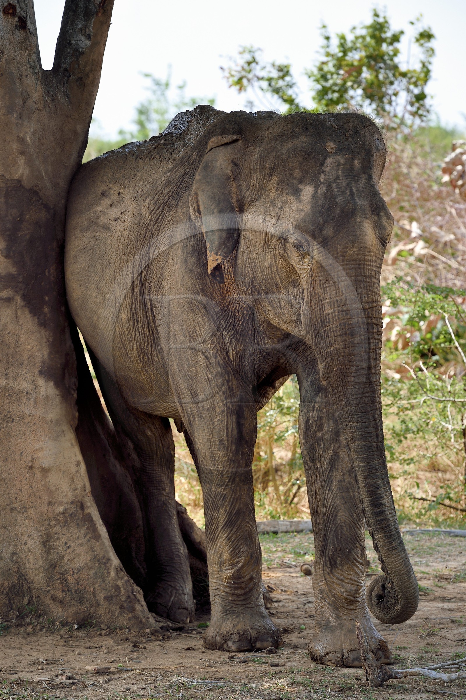Sri Lanka, province d'Uva, Parc national d'Uda Walawe (Udawalawe National Park), éléphant d'Asie (Elephas maximus) se grattant contre un arbre