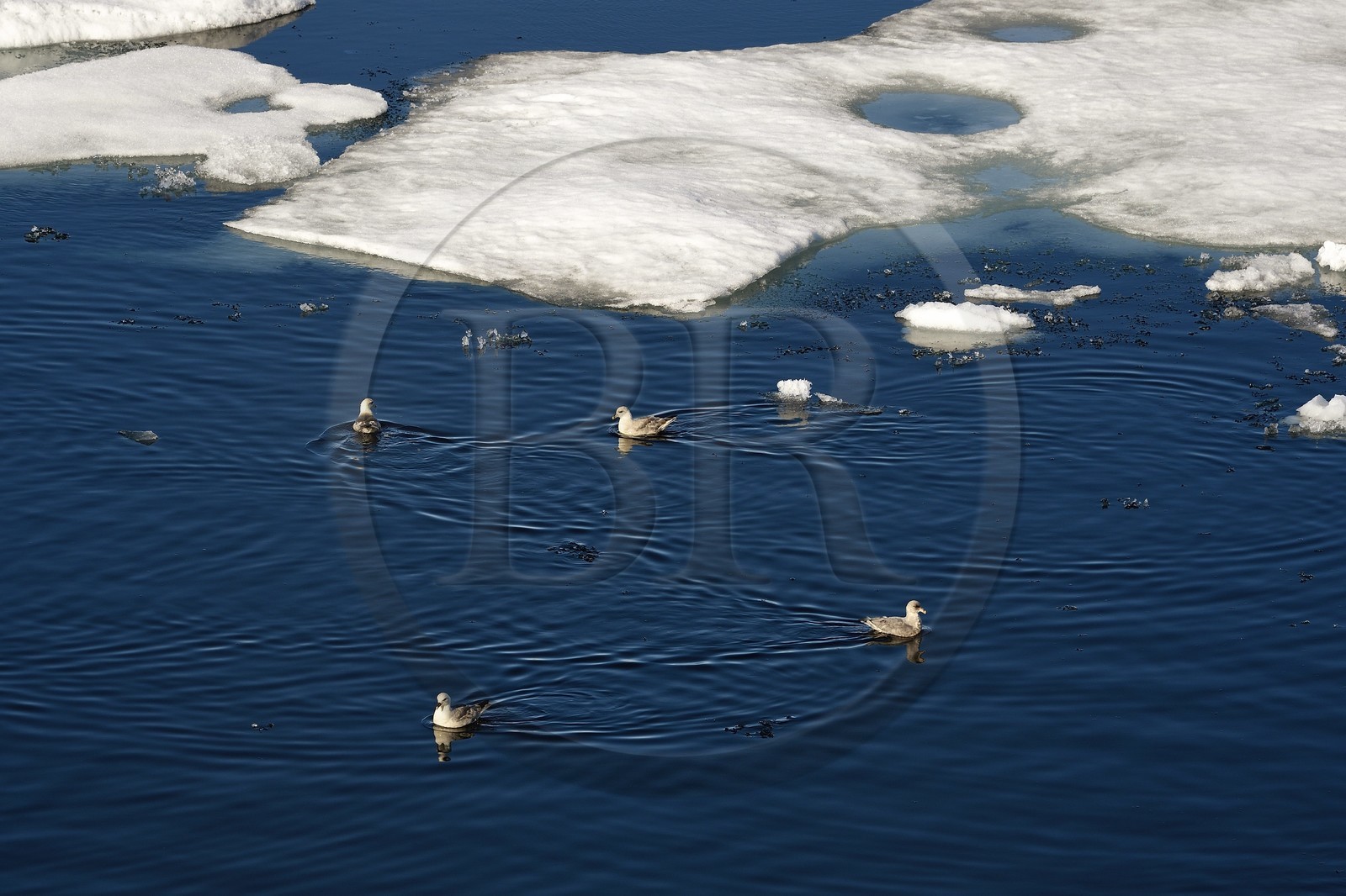 Greenland, North West coast, Smith sound, Northern Fulmar (Fulmarus glacialis) on the melting ice floe
