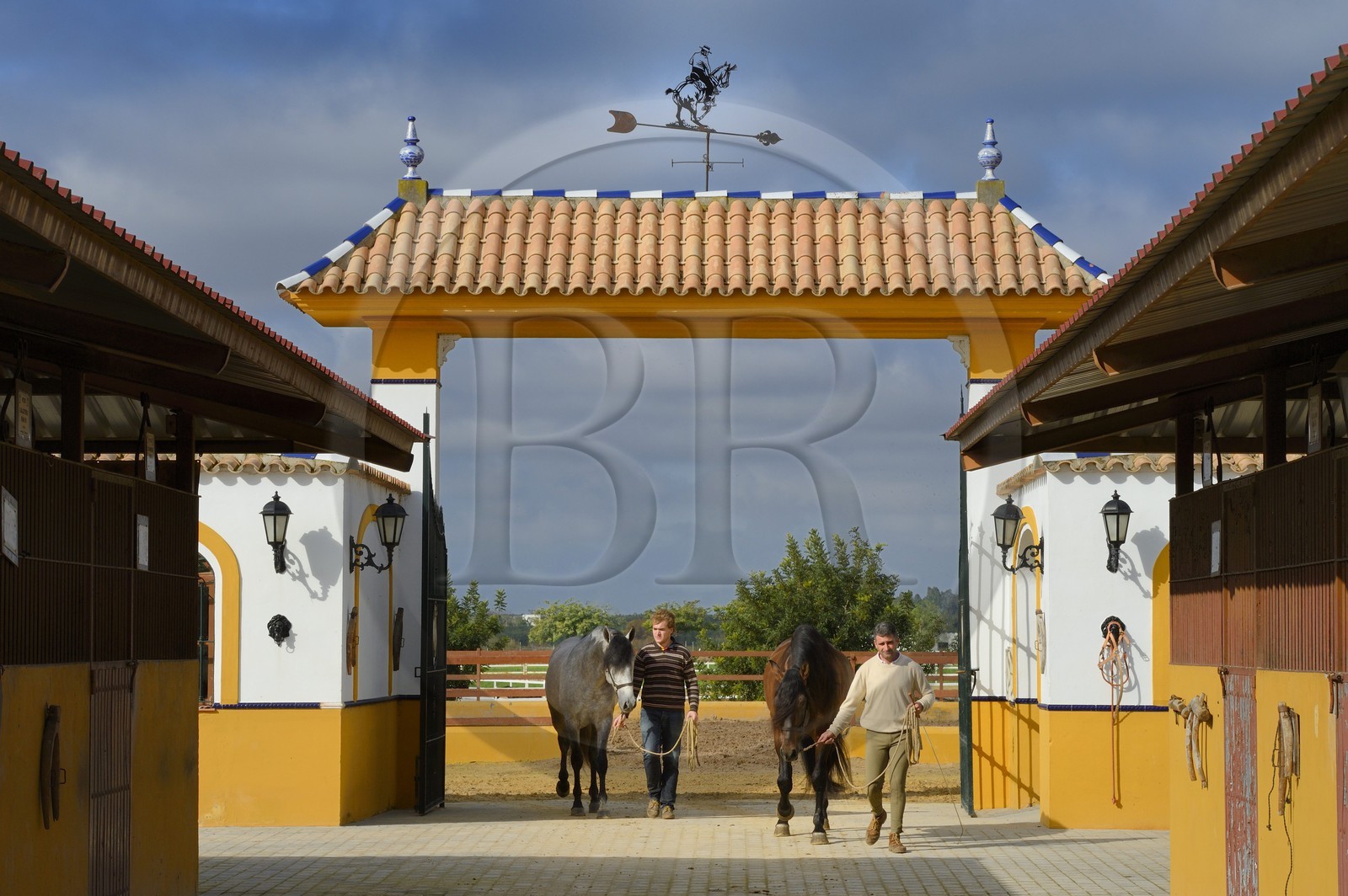 Spain, Andalusia, Seville Province, Utrera, the Ayala stud farm (Yeguada Ayala), Andalusian horse also known as the Pure Spanish Horse or PRE (Pura Raza Espanola)